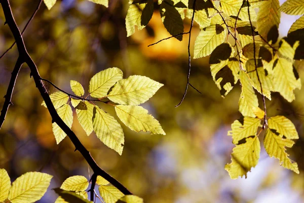 秋天，树叶的颜色 — 图库照片