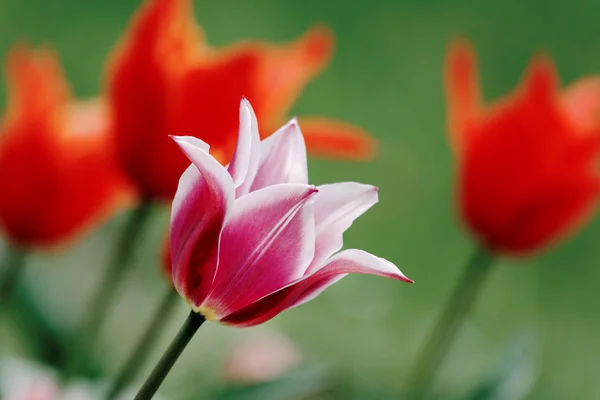Tulpaner i vår, färgglada tulpan — Stockfoto
