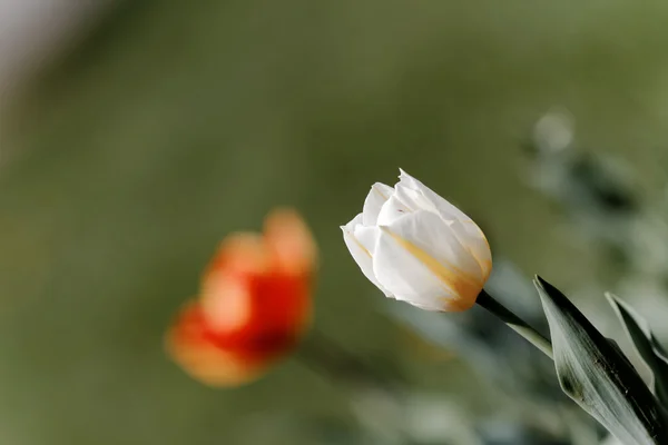 郁金香在春天，色彩缤纷的郁金香 — 图库照片