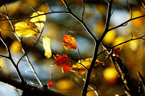 Colori dell'autunno, foglie — Foto Stock