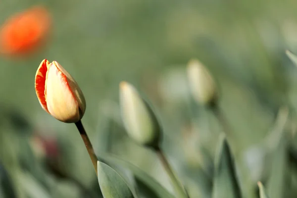 Tulips in spring,colourful tulip — Stock Photo, Image