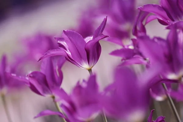 Güzel bahar çiçekleri, Lale — Stok fotoğraf