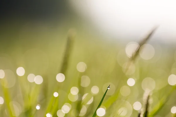 Grass with dew drops — Stock Photo, Image