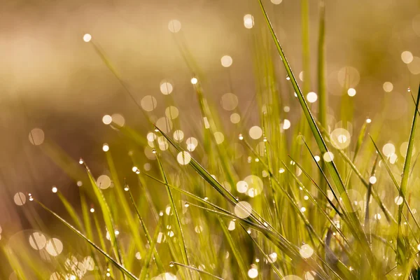 Grass with dew drops — Stock Photo, Image