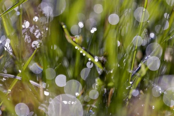 Grass with dew drops — Stock Photo, Image