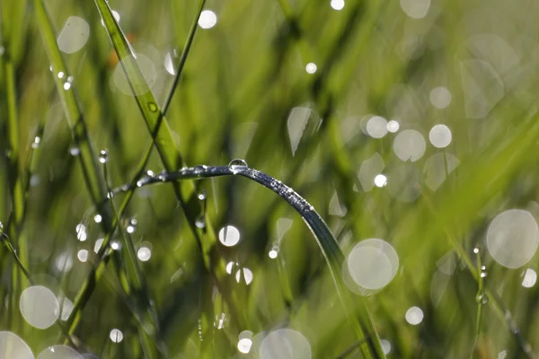 露が落ちる草 — ストック写真