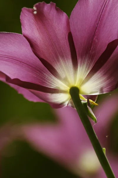 Vackra vårblommor, tulpaner — Stockfoto