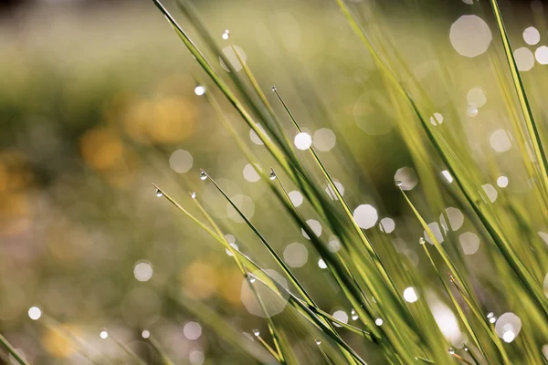 Hierba con gotas de rocío — Foto de Stock