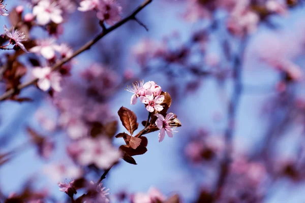 Beautiful flowering Japanese cherry — Stock Photo, Image