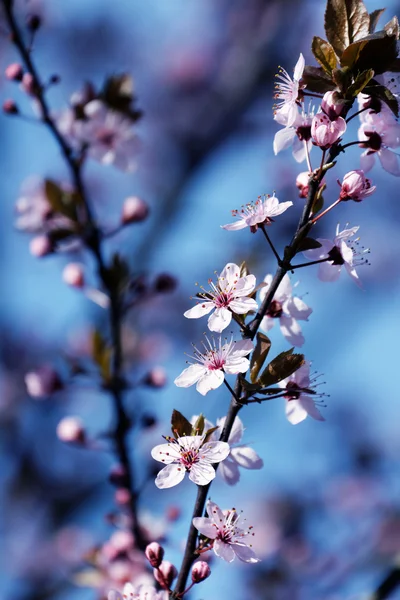 Beautiful flowering Japanese cherry — Stock Photo, Image