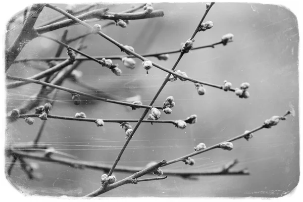 Ovoce květy, jaro, černá a bílá — Stock fotografie