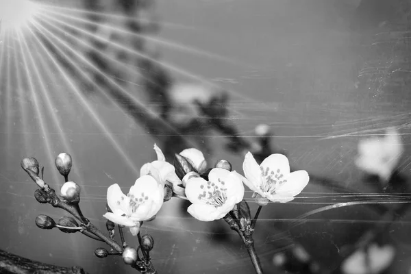 Flor de frutas, luz do sol — Fotografia de Stock