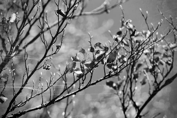 Folhas de outono preto e branco — Fotografia de Stock