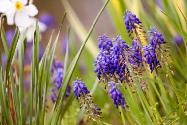 taze renkli çiçekler