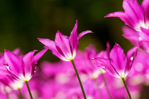 Świeże, kolorowe tulipany, wiosna — Zdjęcie stockowe