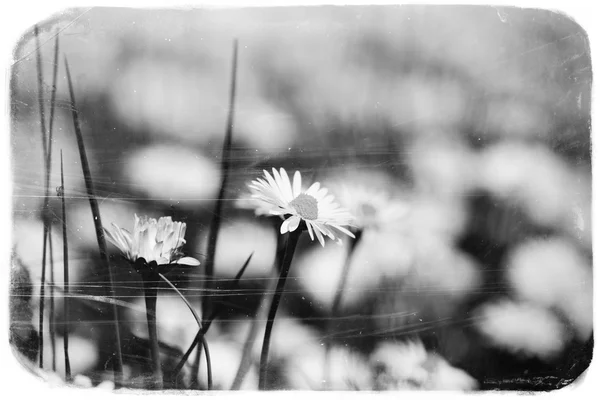 Lindas flores, preto e branco — Fotografia de Stock