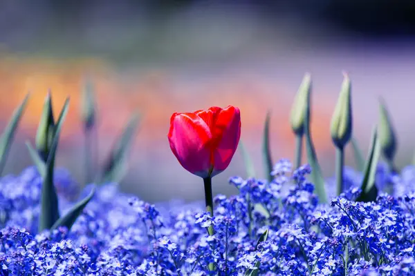 Tulipes fraîches et colorées, printemps — Photo