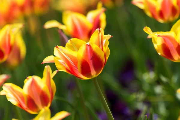 Frische bunte Tulpen, Frühling — Stockfoto