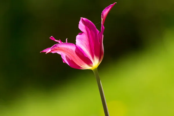 Красочные тюльпаны, тюльпаны весной — стоковое фото