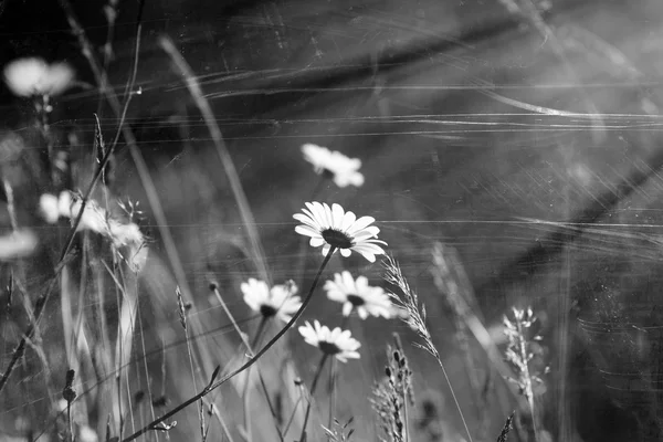 As flores — Fotografia de Stock