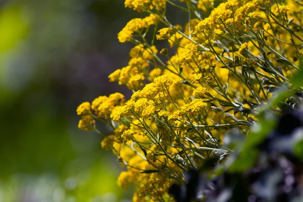 Frische bunte Blumen — Stockfoto