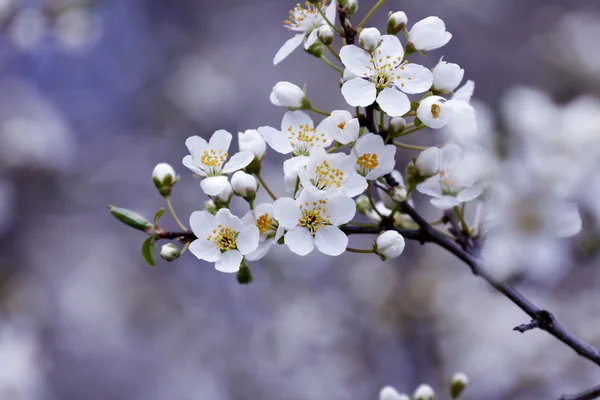 Frutos florecen, primavera — Foto de Stock