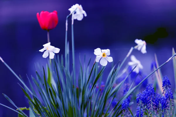 Flores frescas coloridas — Foto de Stock