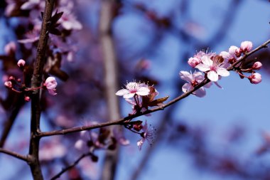 güzel Japon kiraz çiçeklenme