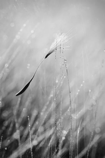 Trawa z kroplami rosy, czarno-białe — Zdjęcie stockowe