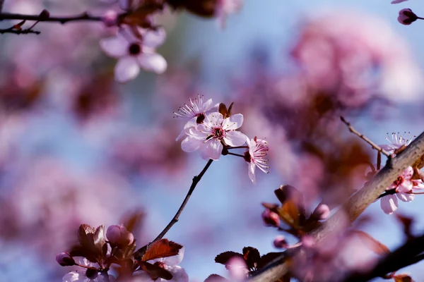 Beautiful flowering Japanese cherry — Stock Photo, Image