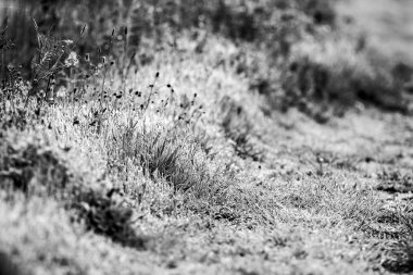 çimenlerin üzerinde siyah ve beyaz su damlaları