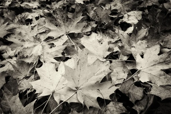 Листя восени, чорно-біле — стокове фото
