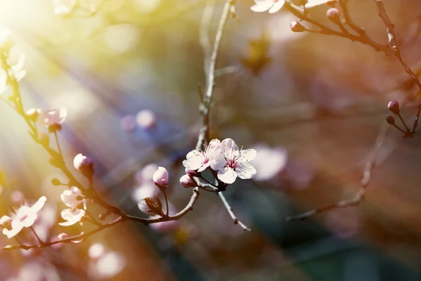 Fruits blossom 2 — Stock Photo, Image