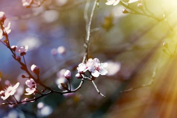 Fruits blossom 2 — Stock Photo, Image