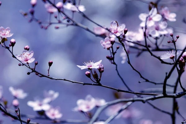 Fiori di frutta — Foto Stock