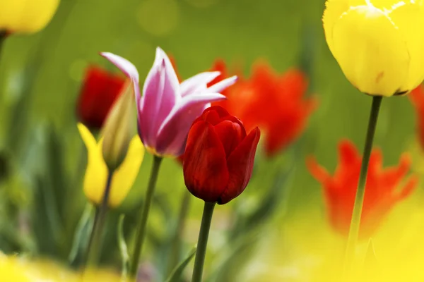Tulipanes, primavera — Foto de Stock