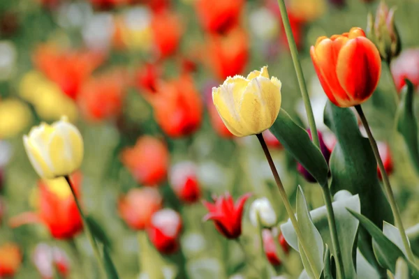 Tulipanes, primavera — Foto de Stock