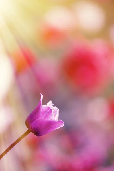 Красивые тюльпаны, весна 4 — стоковое фото