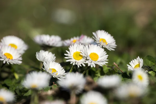 Fiori in primavera — Foto Stock