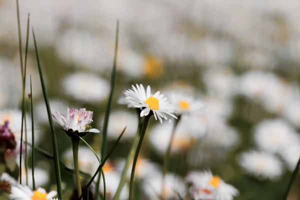 Flores en primavera —  Fotos de Stock