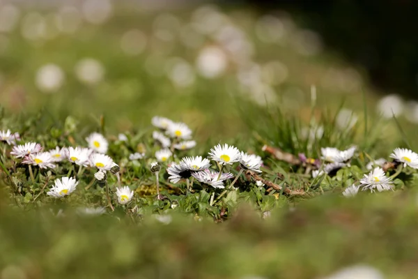 Blommor på våren — Stockfoto