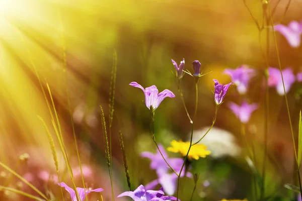 Flores en primavera 1 —  Fotos de Stock