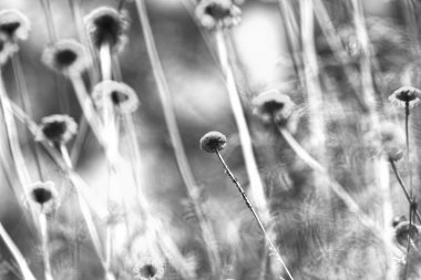 Baharda, siyah ve beyaz çiçekler  