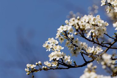 meyve çiçeği, Bahar