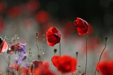 haşhaş çiçekleri