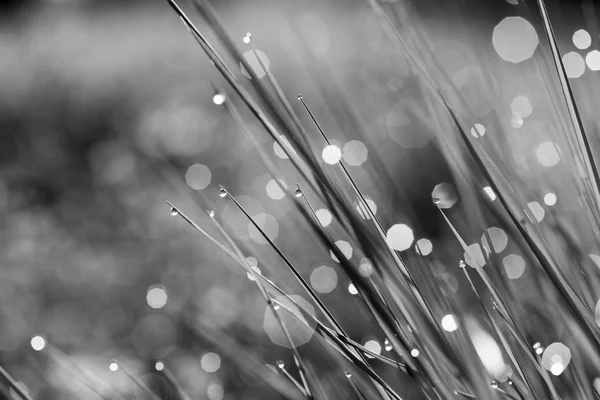 黒と白、草の上の水滴 — ストック写真