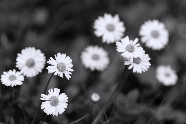 The beautiful flowers, black and white — Stock Photo, Image