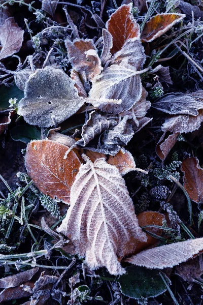 Listy se vztahuje sněhu a ledu na zimní den — Stock fotografie
