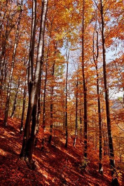 Barevné podzimní stromy v lese — Stock fotografie