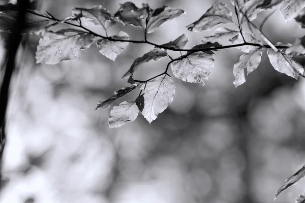 秋天的颜色, 黑色和白色 — 图库照片